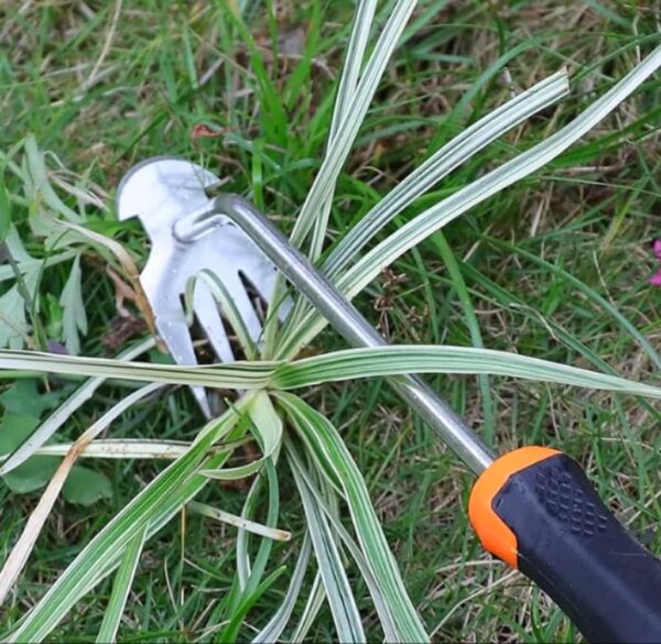 Weed Removal Tool, 2025 New Garden Weeding Tools Manganese Steel Hand Weeder Tool with Handle, 4 Teethes Dual Purpose Manual Weeders Tool Weed Pulling Tool for Garden (Rubber Handle) - Image 3