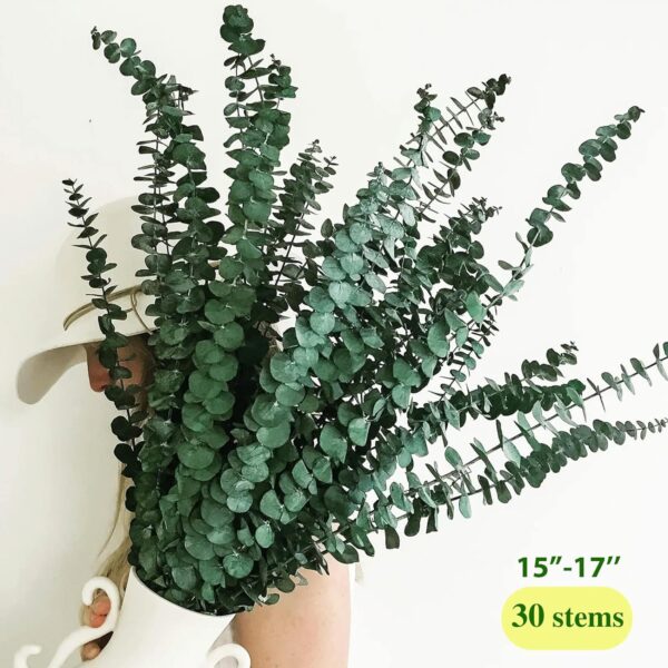 30 Pcs Dried Preserved Eucalyptus Stems Shower Bundle, 9oz 17" Natural Fresh Eucalyptus Plant, Real Leaves Branches for Shower Vase Filler, Dried Flowers Arrangement Home Decor - Image 6