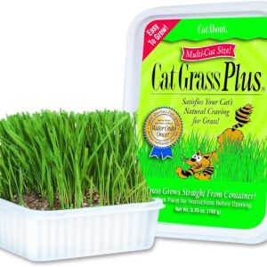 Miracle Care Cat A'bout Cat Grass Kit For Indoor Cats, 5.25 Ounce, Hairball Control, Anti-Inflammatory, Improves Digestion and Metabolism