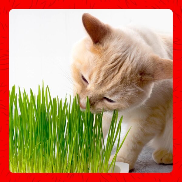 Miracle Care Cat A'bout Cat Grass Kit For Indoor Cats, 5.25 Ounce, Hairball Control, Anti-Inflammatory, Improves Digestion and Metabolism - Image 5